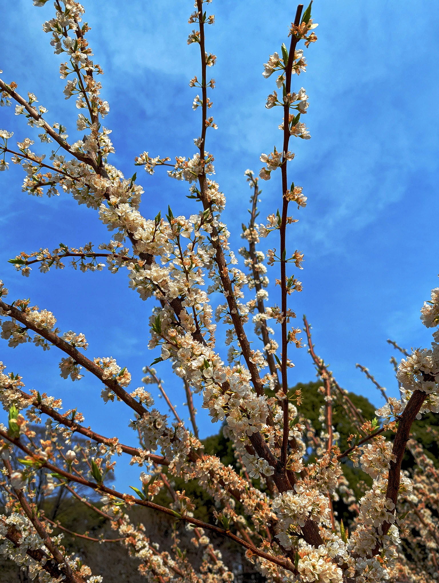 Tokyo Cherry Blossom